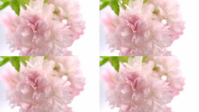 水滴樱花，慢动作花卉粉色植物