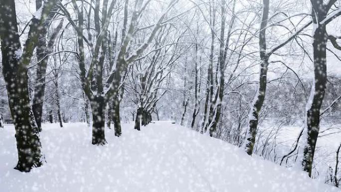 飘落的雪