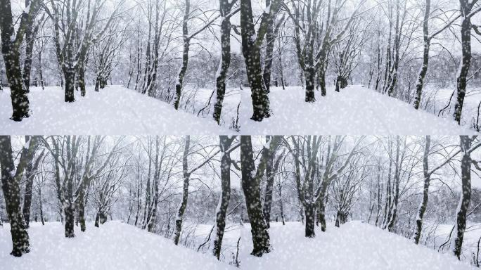 飘落的雪