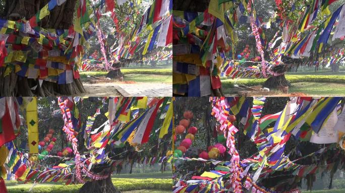 尼泊尔蓝毗尼的佛陀出生地有佛教祈祷旗的树木