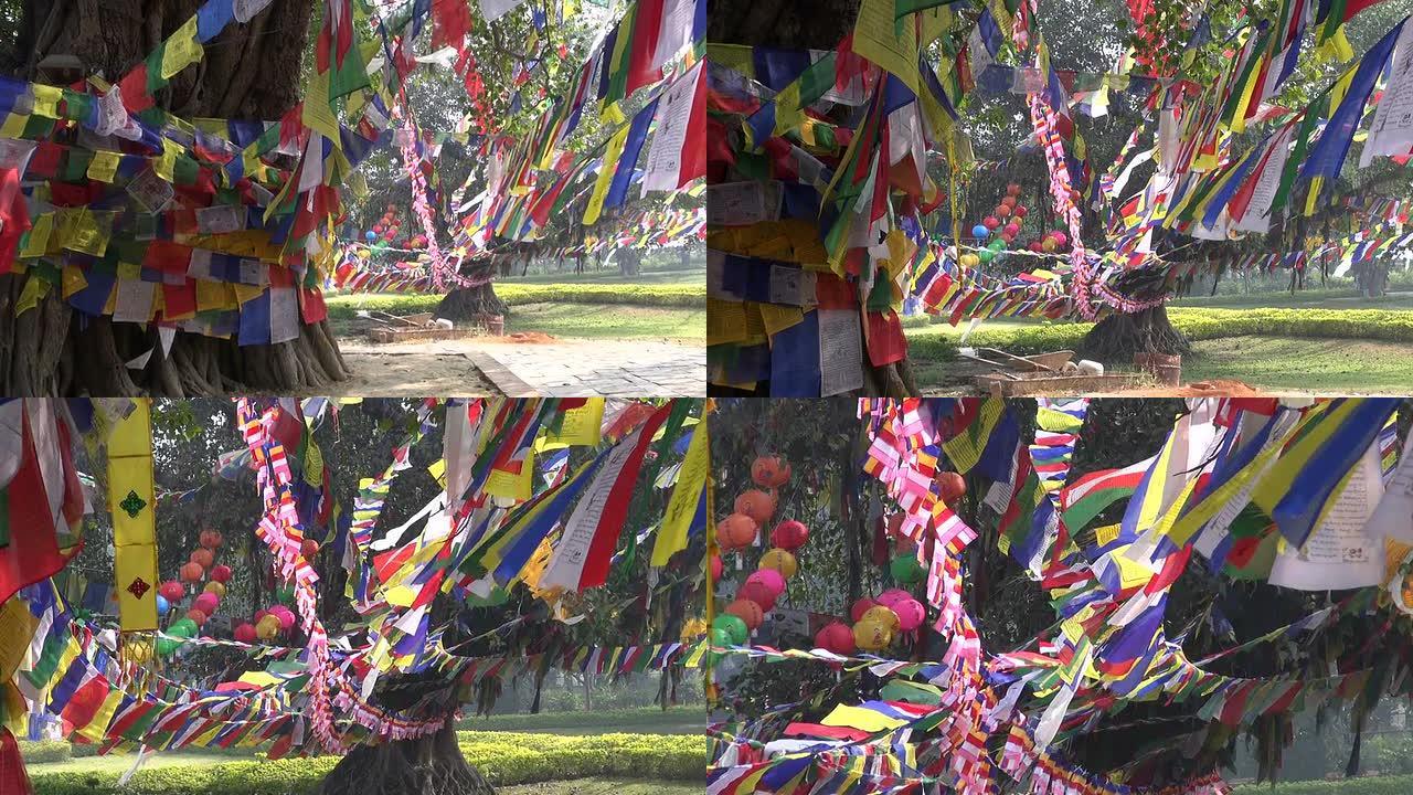 尼泊尔蓝毗尼的佛陀出生地有佛教祈祷旗的树木