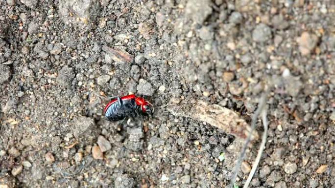 红色和黑色甲虫。