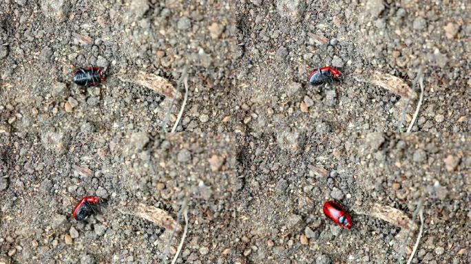红色和黑色甲虫。