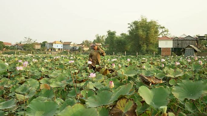 农民收集莲子荚 (Nelumbo Nucifera)