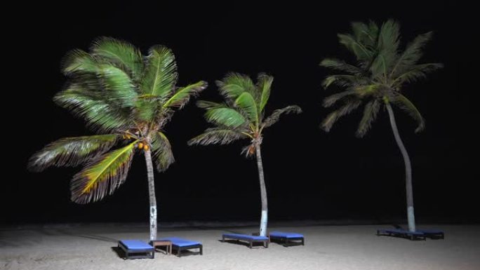 晚上在海滩上没有人的三棵椰树。树叶在风和空的日光浴躺椅上摇曳