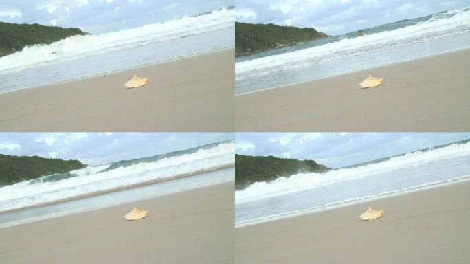 高清: 海浪沙滩上的贝壳