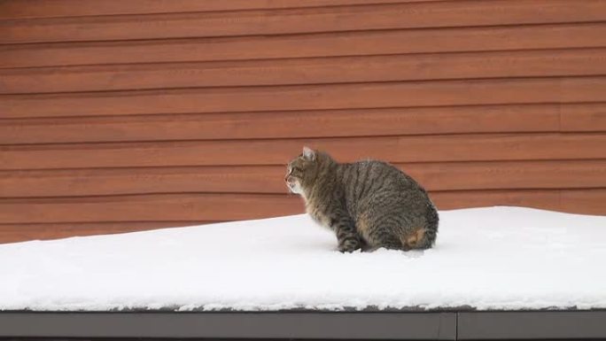 猫在房子的屋顶上
