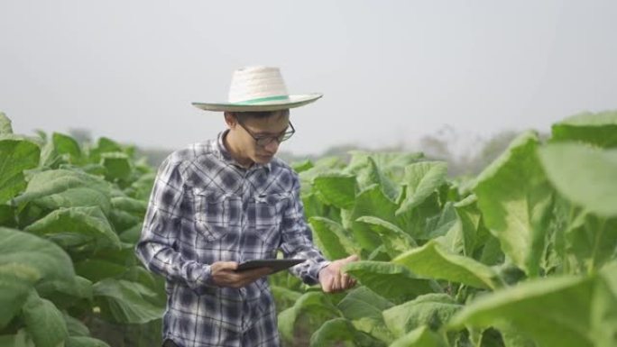 烟草种植园的亚洲种植园所有者站在烟草种植园中，经过烟草种植后的研究或质量检查。