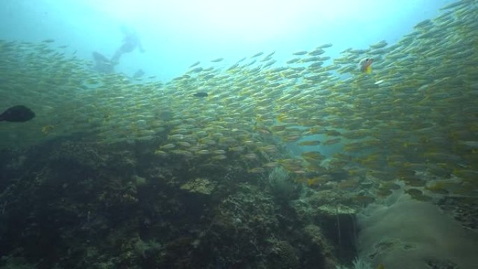 鱼群成群结队地在美丽的珊瑚礁下游泳。