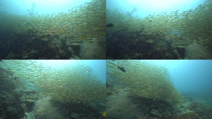 鱼群成群结队地在美丽的珊瑚礁下游泳。