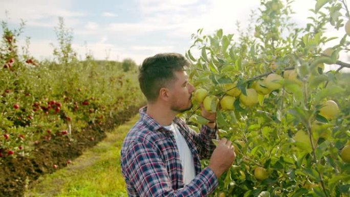 夏季收获苹果的男性农民。农场主闻到了成熟的苹果的味道。