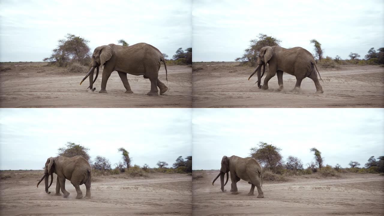 慢动作雄伟的大象漫步在干旱的风景中，肯尼亚安博塞利国家公园