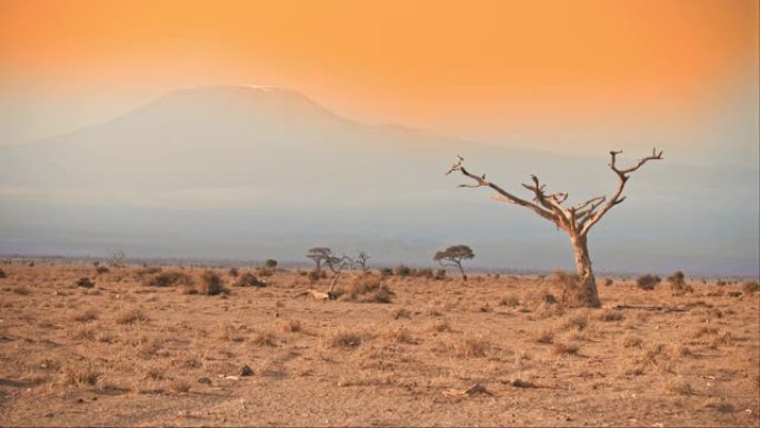 日落时，孤独的树站在广阔的荒芜景观中。乞力马扎罗山。安博塞利国家公园，肯尼亚