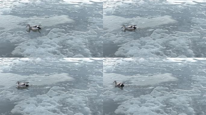 候鸟归来破冰洑水的水鸭子