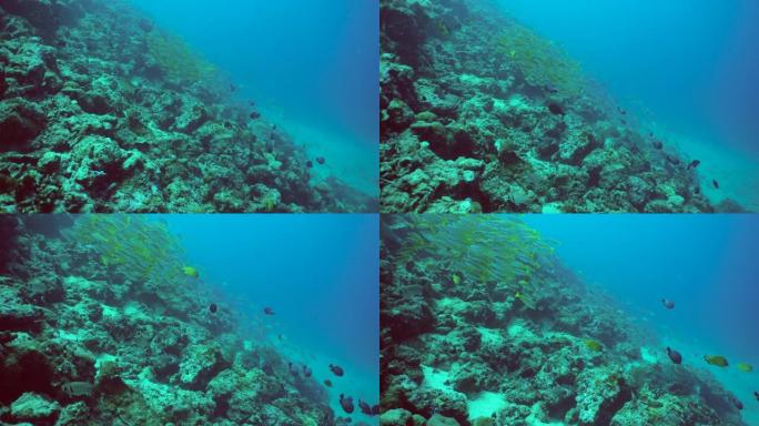 水下有鱼的珊瑚礁。西巴丹岛仙本那。马来西亚。