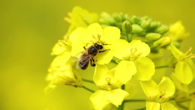 蜜蜂徘徊从油菜花中收集蜂蜜