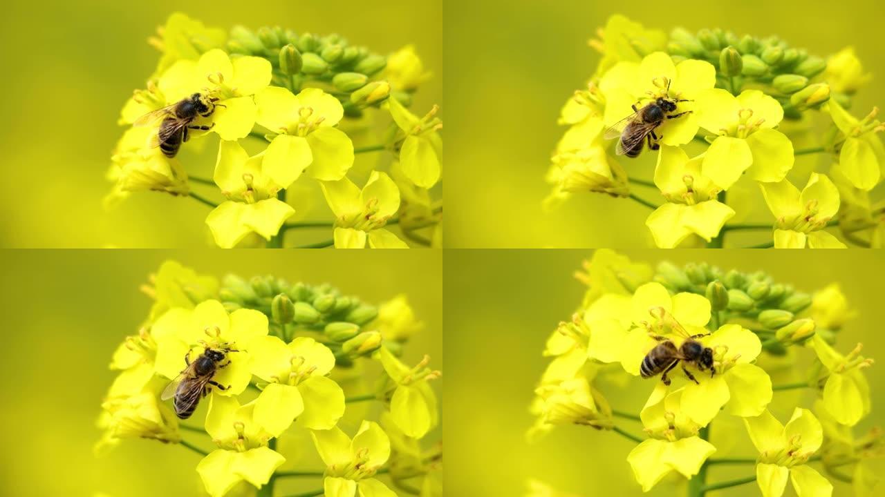 蜜蜂徘徊从油菜花中收集蜂蜜