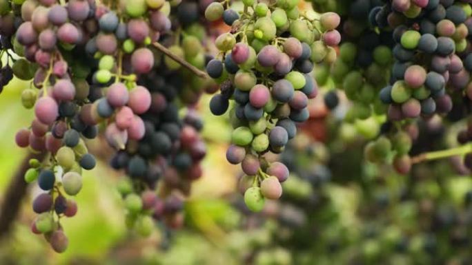 一束成熟的蓝色葡萄。葡萄的疾病。受疾病或干旱困扰的葡萄