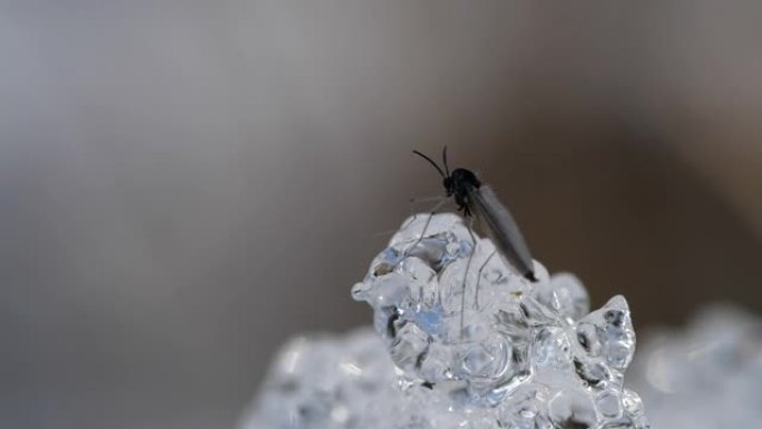 蚊子和雪雪水晶特写