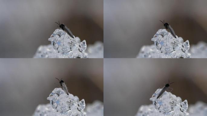 蚊子和雪雪水晶特写