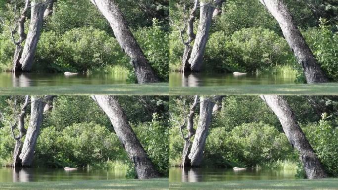 两棵树穿过河