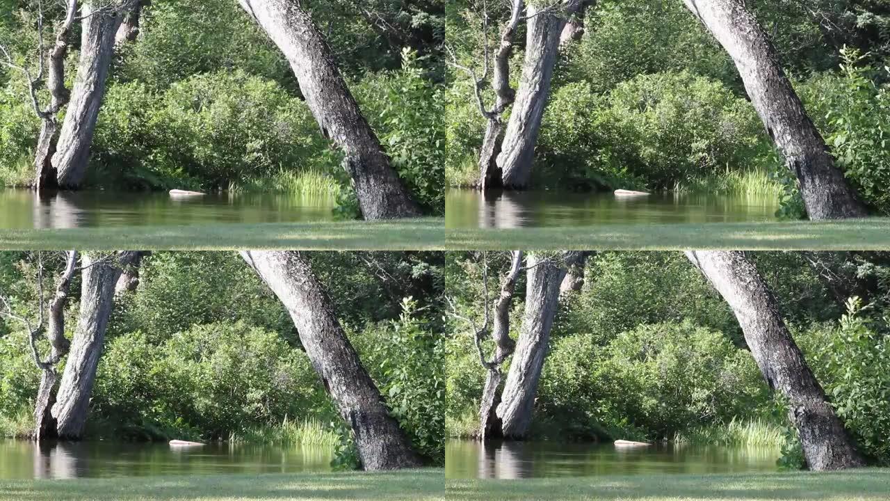 两棵树穿过河