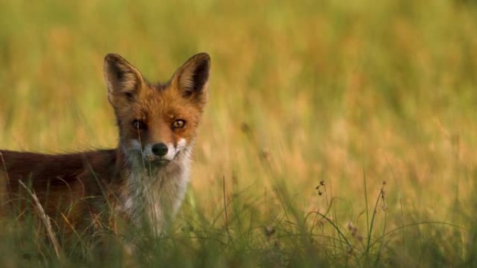 草地上狐狸的肖像，背景模糊。