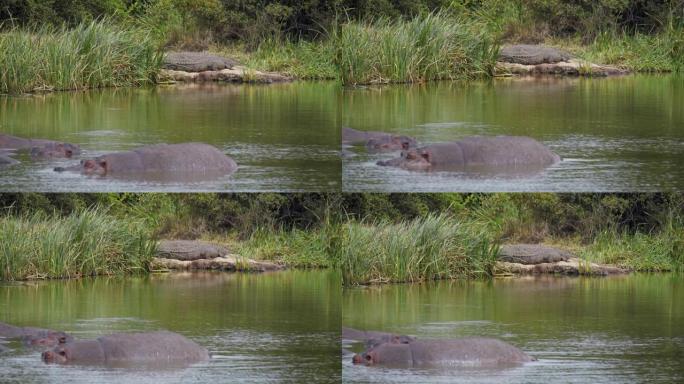 内罗毕国家公园自然栖息地的LS鳄鱼和河马