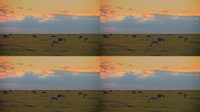 日落时在充满活力的绿色牧场上放牧的牛羚群，吃草，从远处可以看到肯尼亚安博塞利国家公园