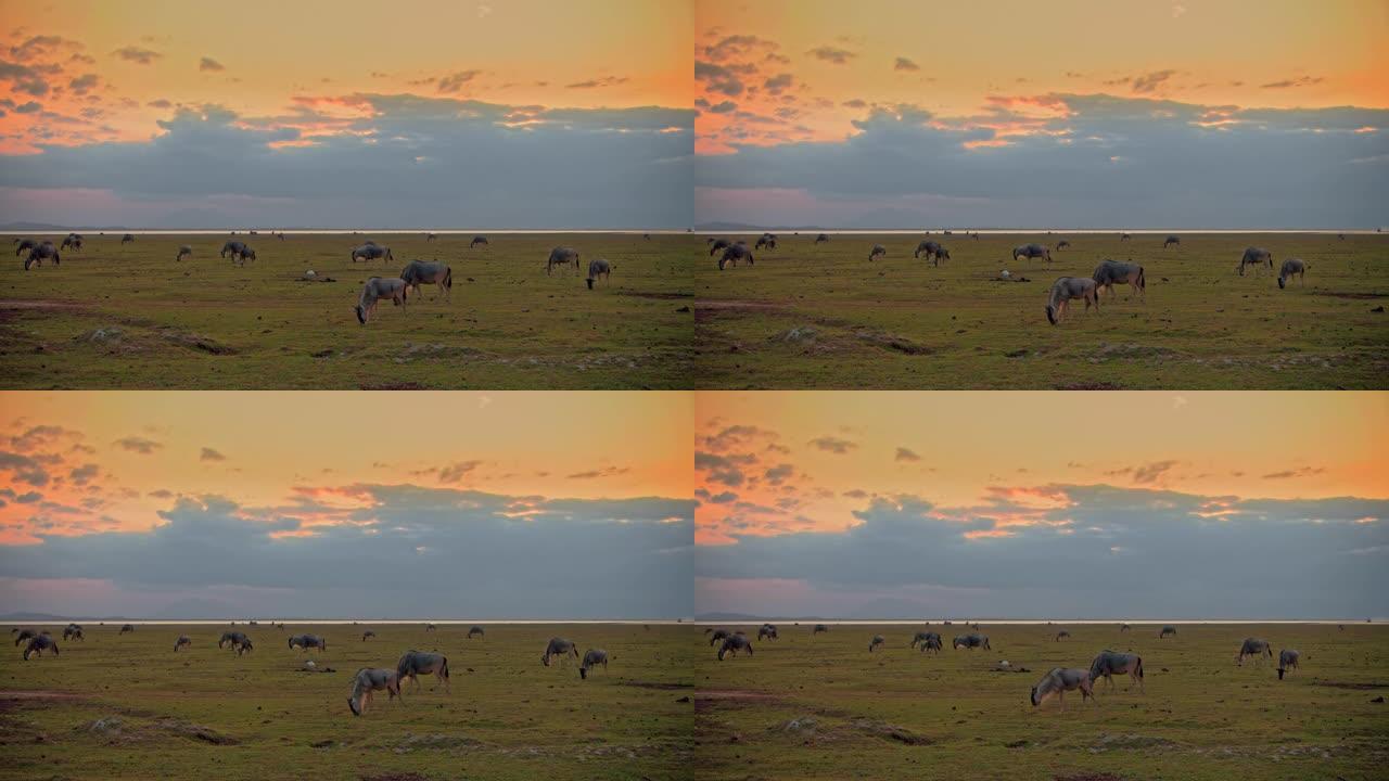 日落时在充满活力的绿色牧场上放牧的牛羚群，吃草，从远处可以看到肯尼亚安博塞利国家公园