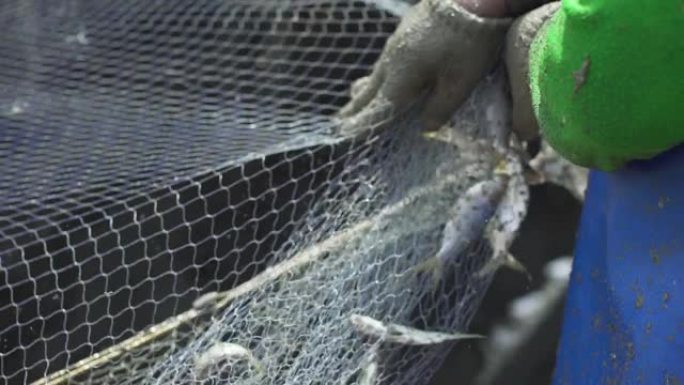 渔夫戴着手套的手正在将鱼与网分开。