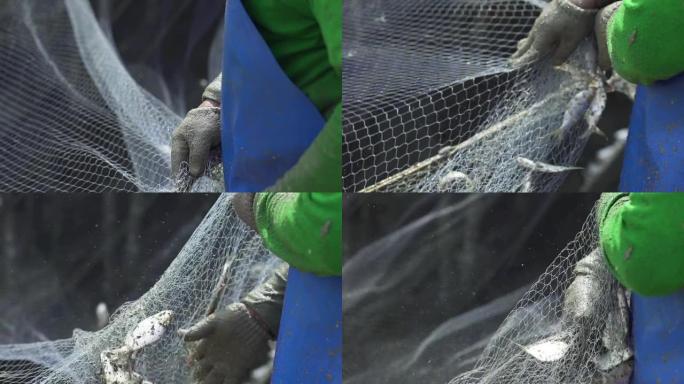 渔夫戴着手套的手正在将鱼与网分开。