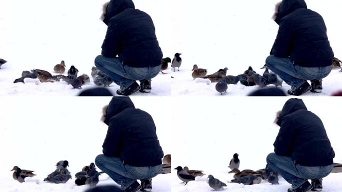 冬季公园的人喂鸭子