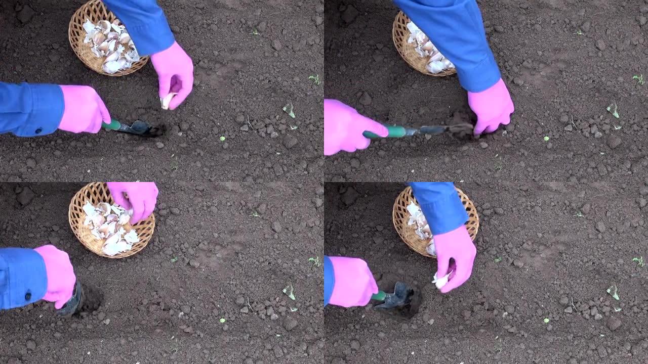 园丁用小铲子在蔬菜床上种植大蒜