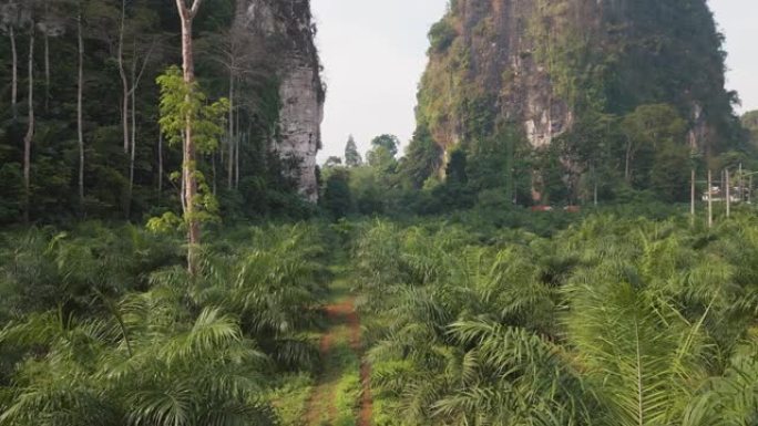 泰国棕榈油树种植园的鸟瞰图