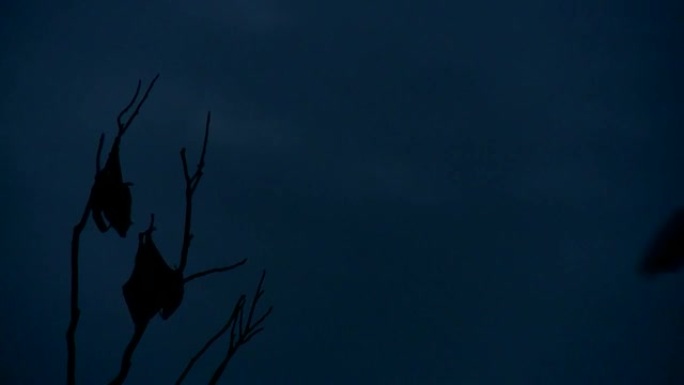 黄昏时挂在树上的蝙蝠-飞狐