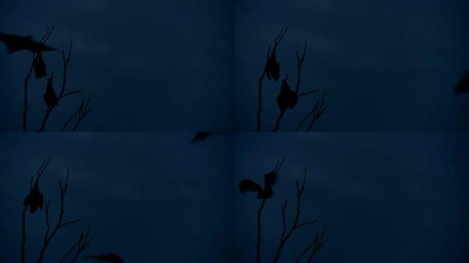 黄昏时挂在树上的蝙蝠-飞狐