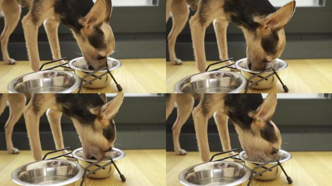小狗粮，宠物饲料，有趣的饥饿狗从狗碗里吃罐头食品