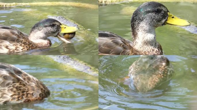 绿头鸭的特写镜头，雄性少年吞食的孔沿河岸上的一只超大蜗牛