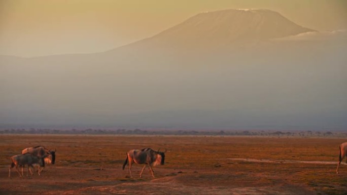 牛羚群在干燥的草地上行走，寻找傍晚的水坑。背景中的乞力马扎罗山