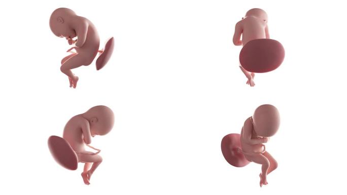 胎儿动画-第36周