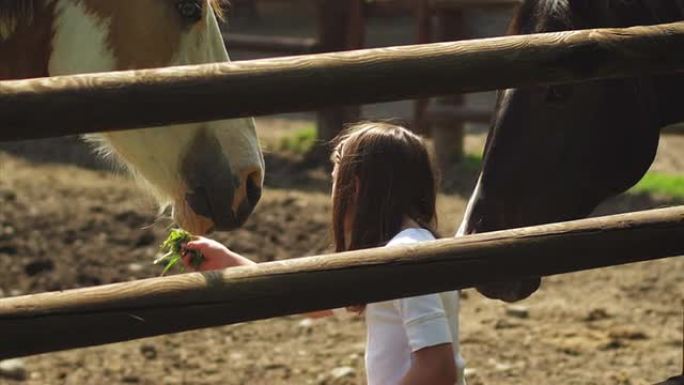 小女孩用马圈喂马