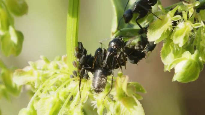 植物虱子蚂蚁牧民特写