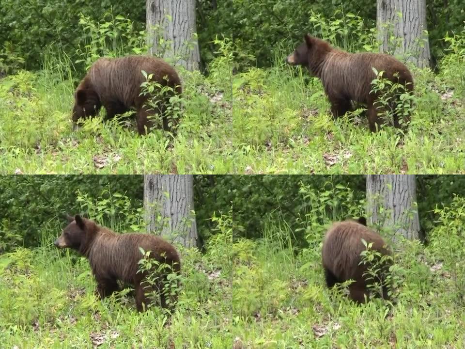 加拿大落基山脉的黑熊