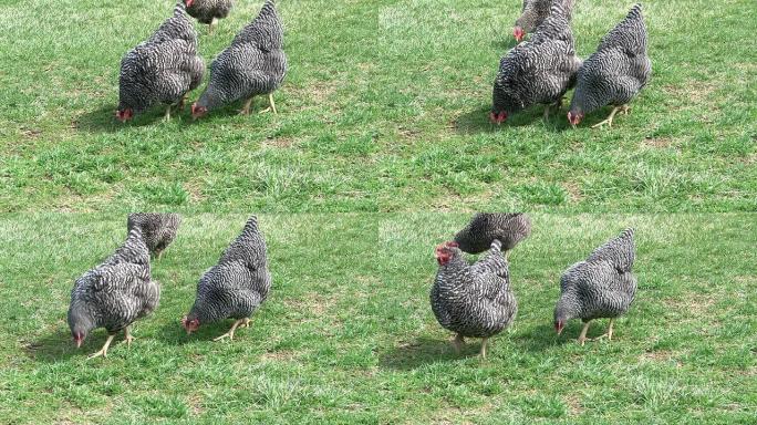 鸡走路寻找食物