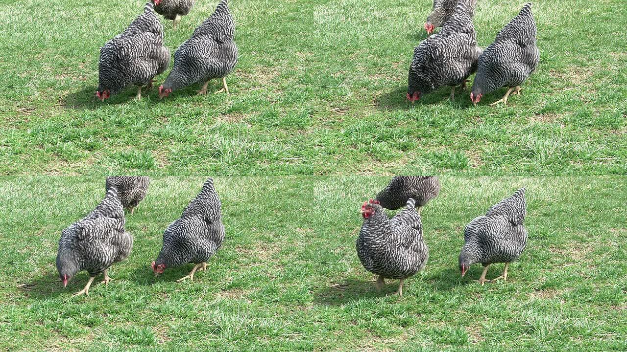 鸡走路寻找食物