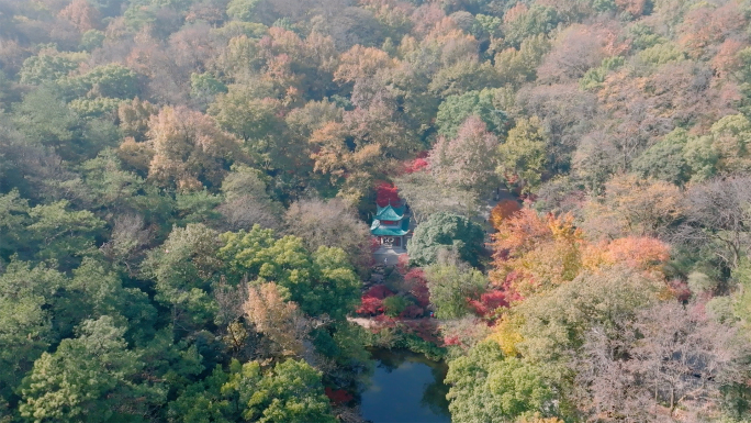 【4K】最新爱晚亭岳麓山航拍