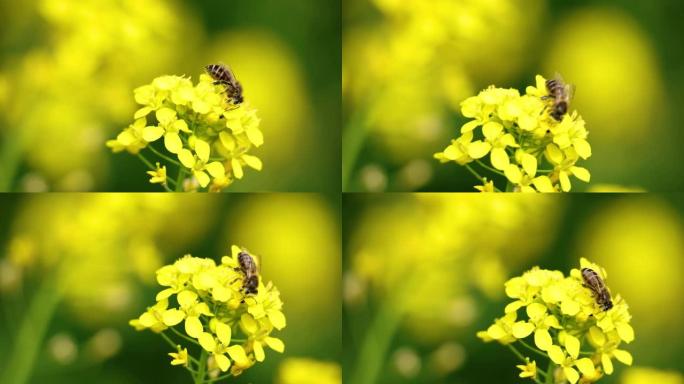 在油菜花上制作蜜蜂花粉的工蜂