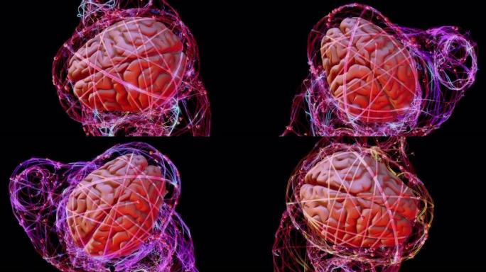 人脑神经系统人脑神经系统