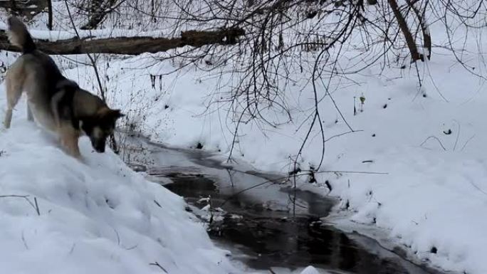 雪河附近的狗